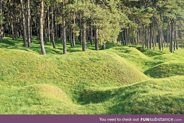 100-year-old World War I trenches in a French forest
