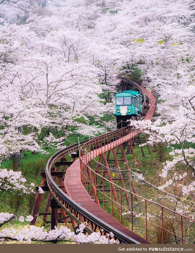 A ride thru the Cherry Blossoms