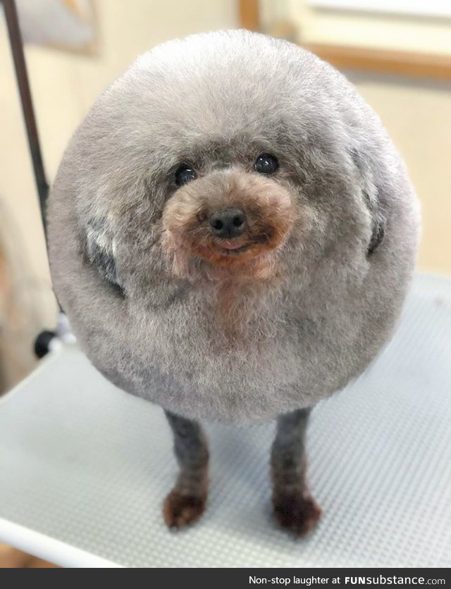 A perfectly round dog