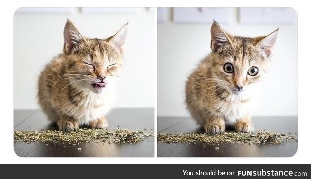 Kitten's reaction to Catnip