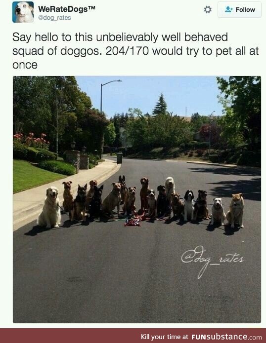 Dog squad