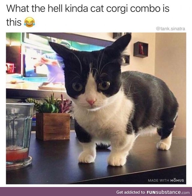 Corgi cat