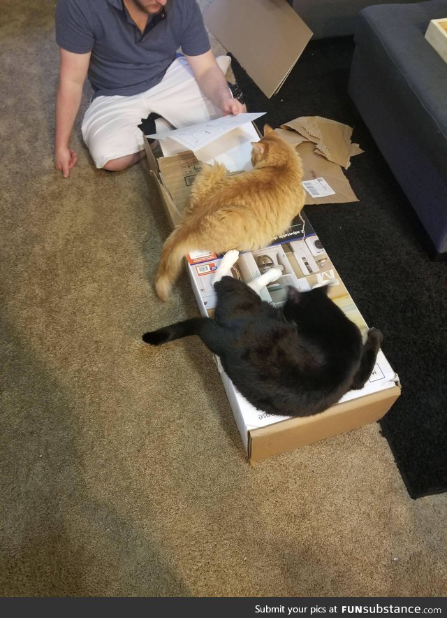 Trying to assemble furniture when you have cats