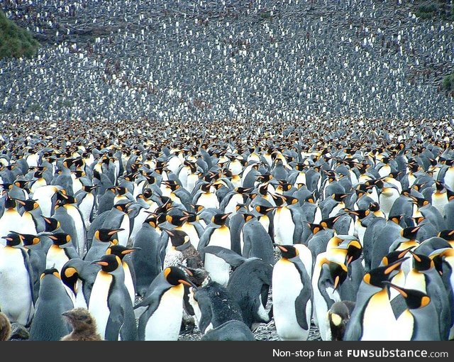 250,000 Penguins