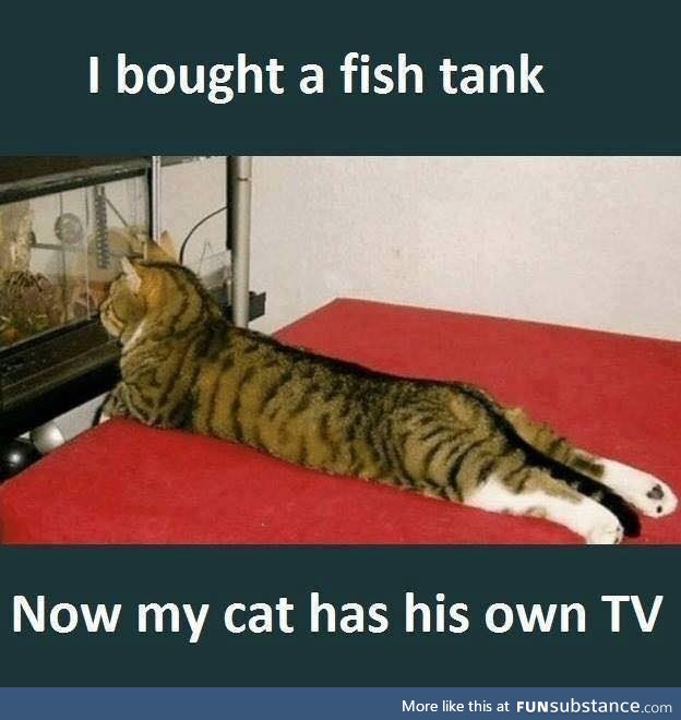 Cat has his own TV