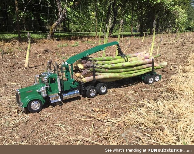 Good asparagus crop in Michigan this year!