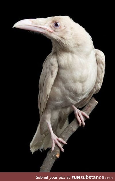 Pearl, the last albino raven discovered, was one of the rarest birds in existence