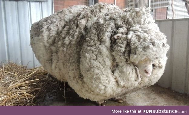 Sheep runs away from shearer and hides for several years. No regrets