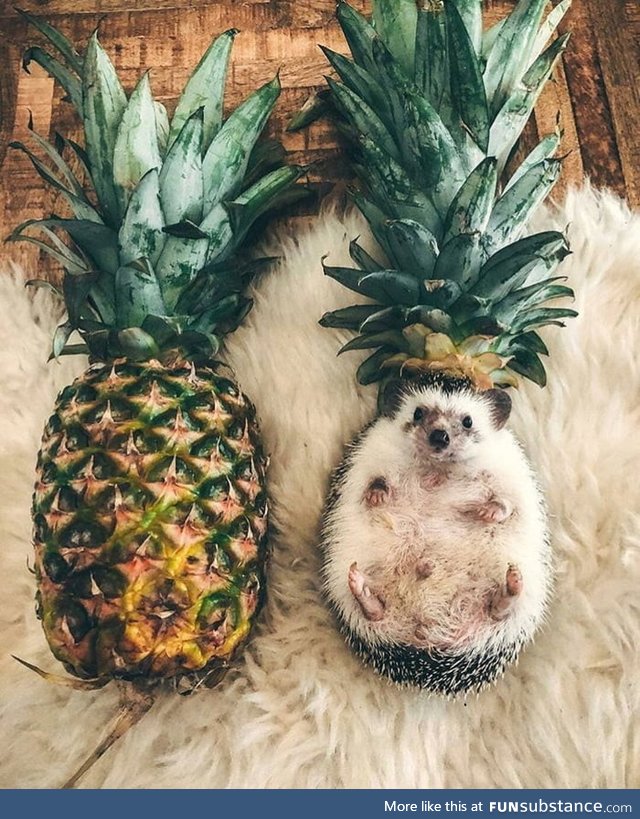 Hedgeapple or pinehog?