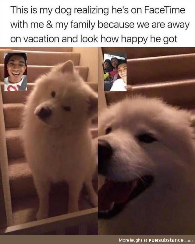 Happy dog