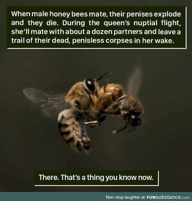 Bee facts