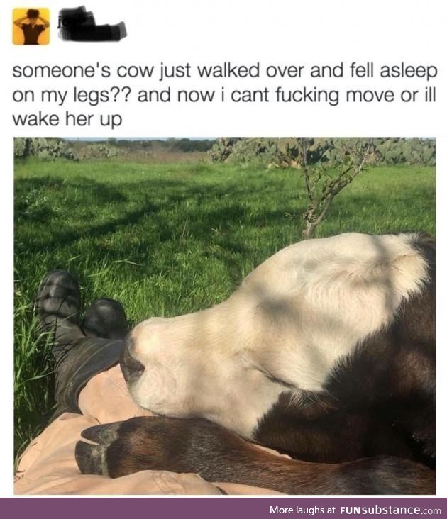 This cow naps