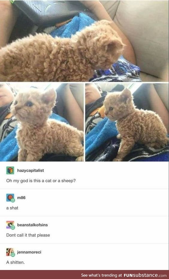 What a...cat?