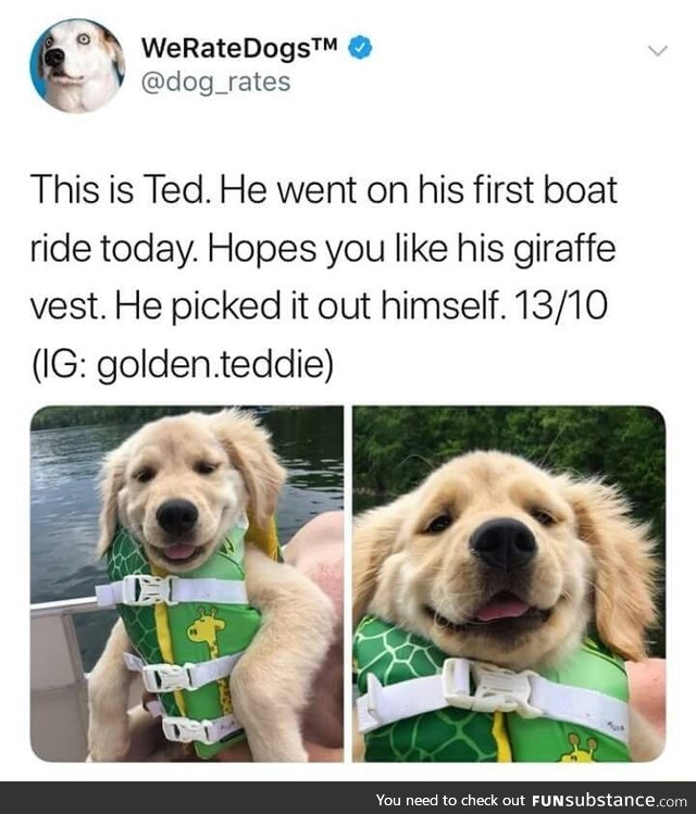 Dogs don't need vest