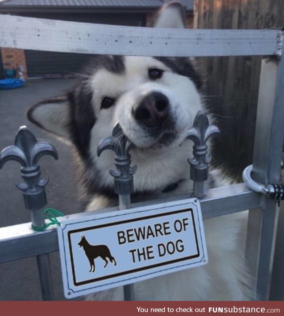 beware, dangerous dog!