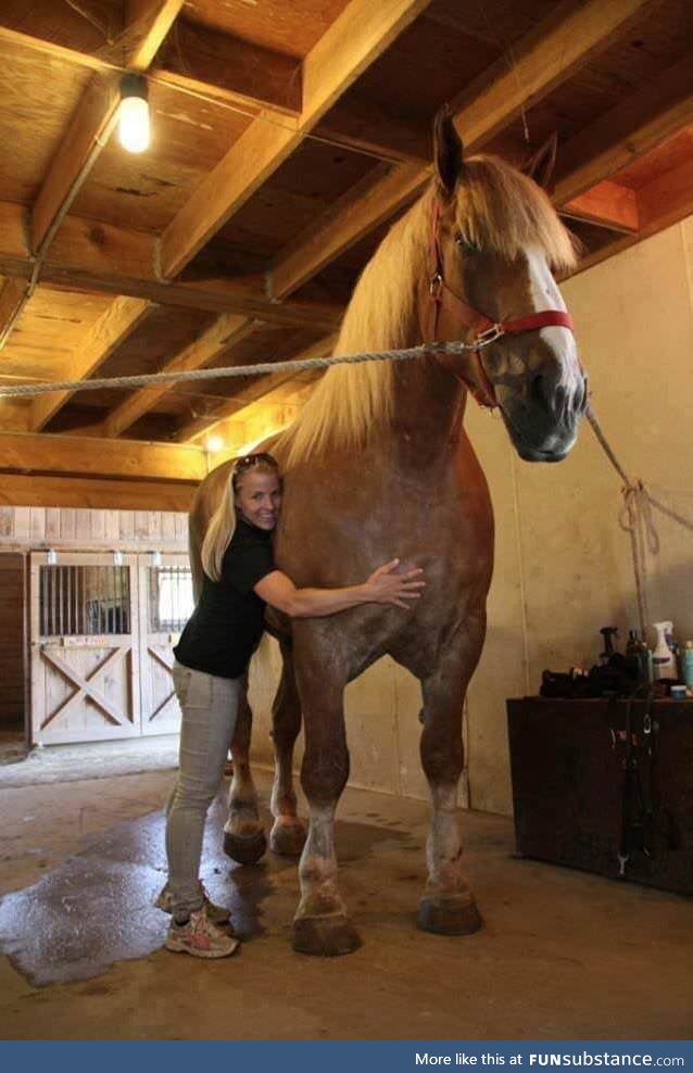 The World's Tallest Horse Alive Today --- Big Jake