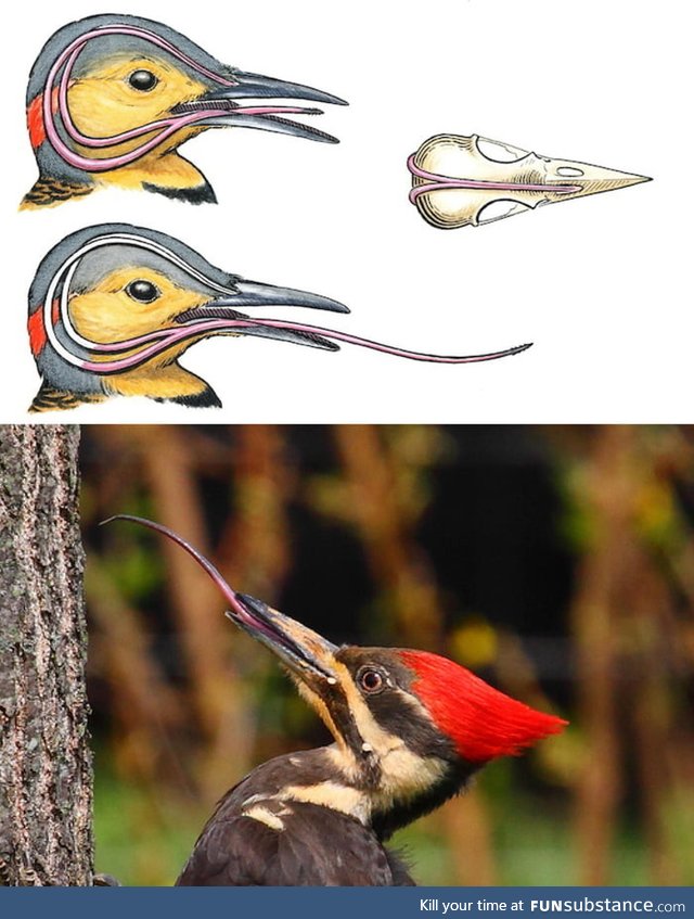A woodpecker's tongue is so long that it wraps around its brain to protect its head