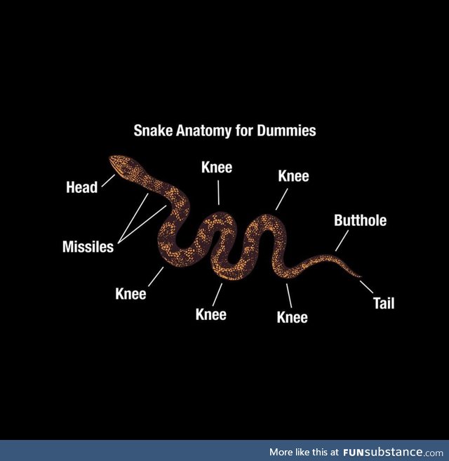 Anatomy of snek