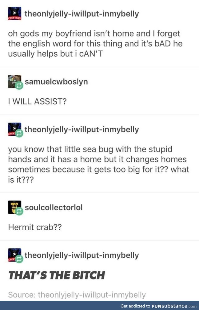 Hermit crabs are some weird ass animals.