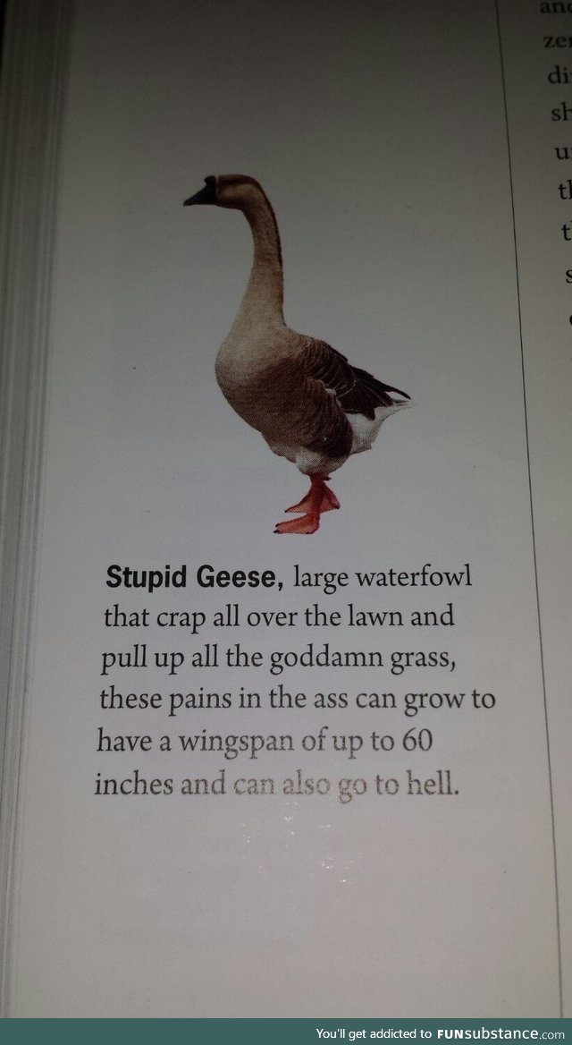 The real truth about geese