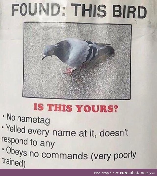Is this your birb???