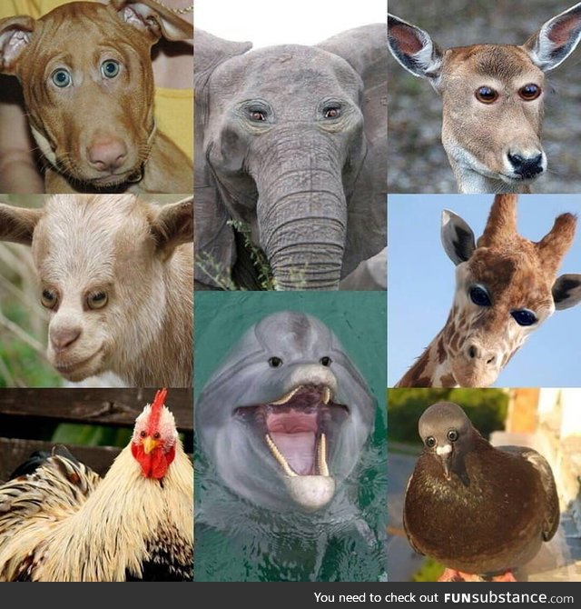 What if some animals eyes were in the front