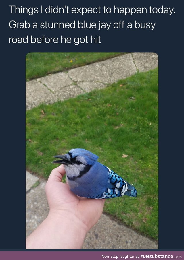 Saving a blue jay off of a busy road