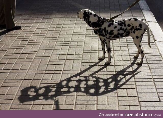 Dalmatian in the sunlight