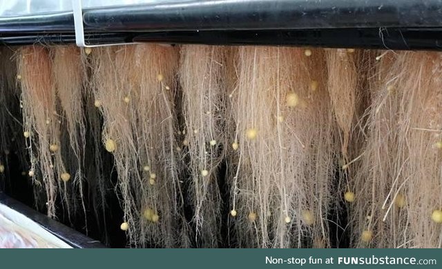 Potatoes being grown in air