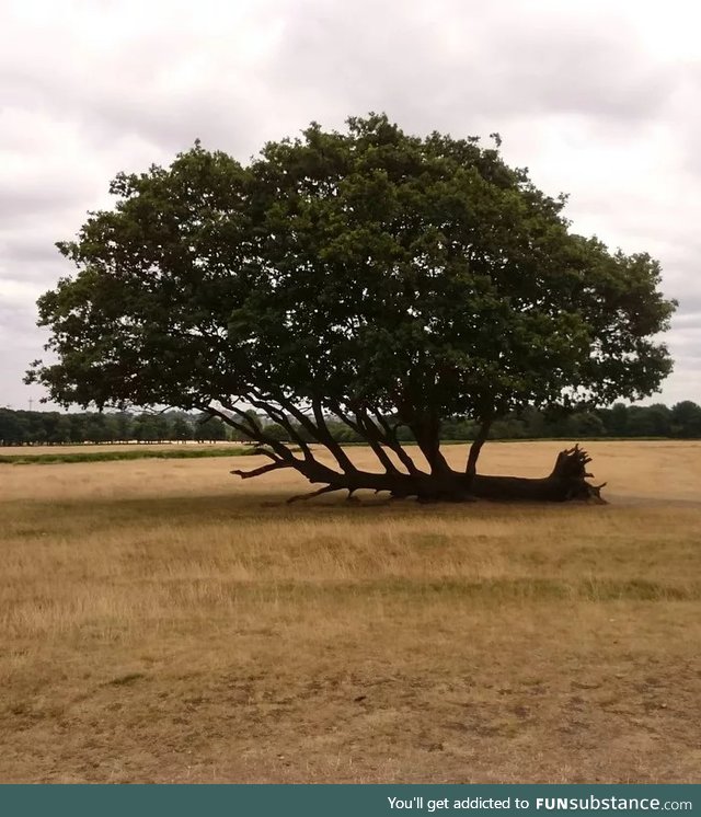 This is a fallen tree that does not give up