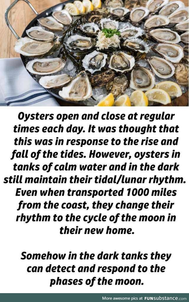 Oysters can feel the moon