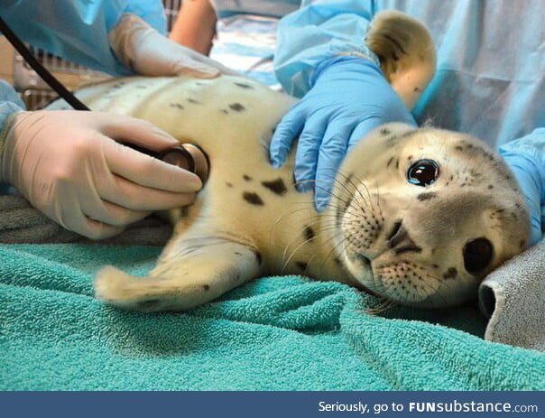 Sea pupper doin a checkup