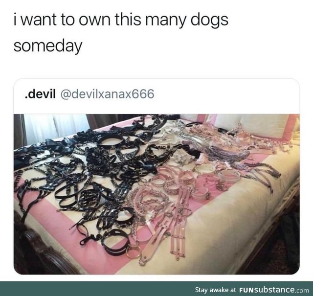 So many dogs