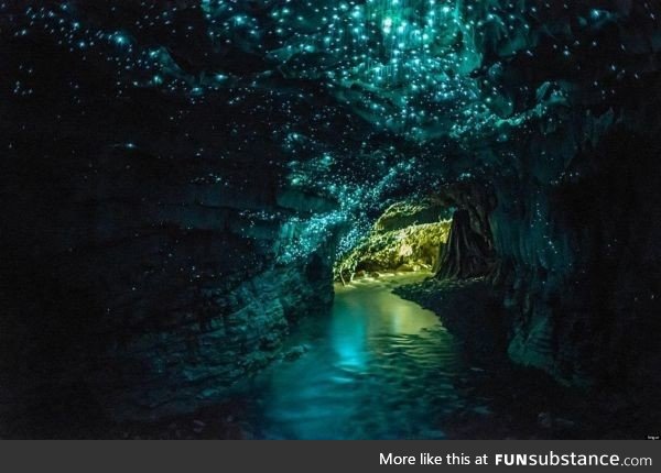 Glow worm Caves in New Zealand