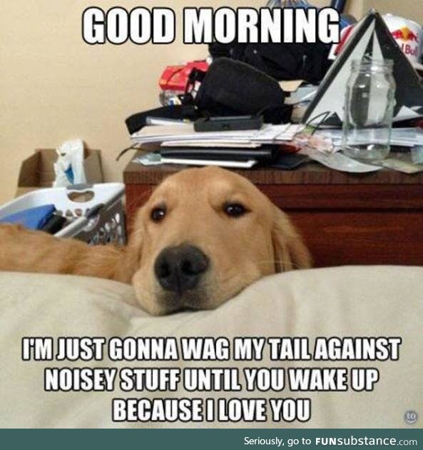 Can't even be mad when he wakes you up in the morning, wagging tail and all