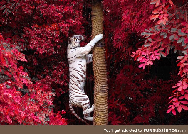 White Tiger climbing on a Tree