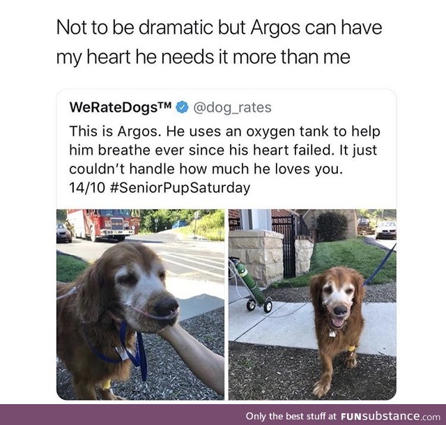 Dogs are angels