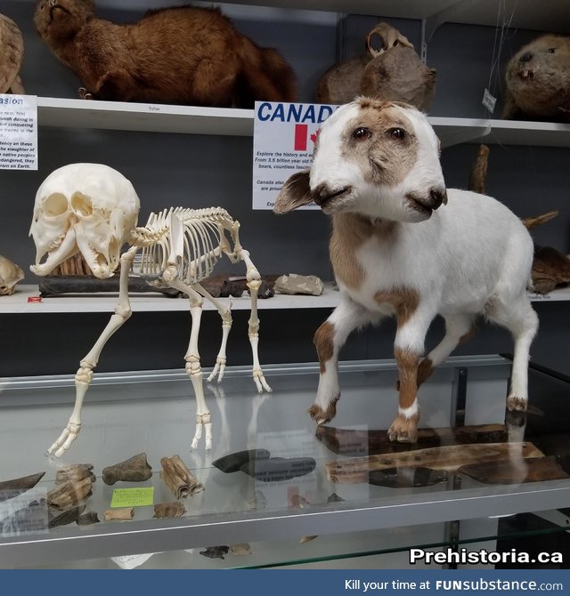 Real two-headed goat skeleton and taxidermy mount