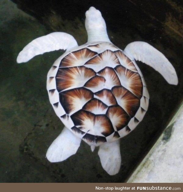 An albino sea turtle