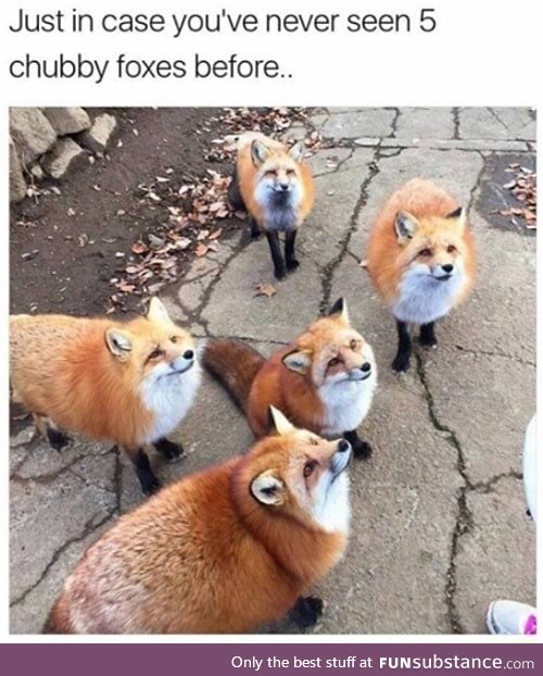 Chubby foxes