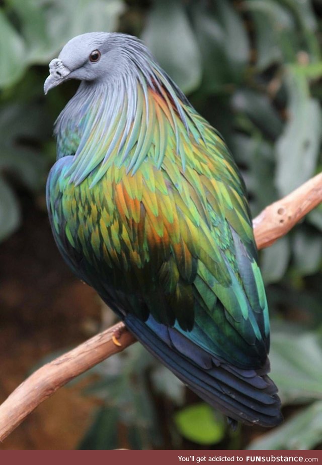 A majestic Nicobar pigeon