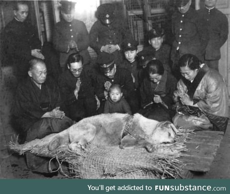 The last photo of Hachikō, the dog who waited for his master's return each day