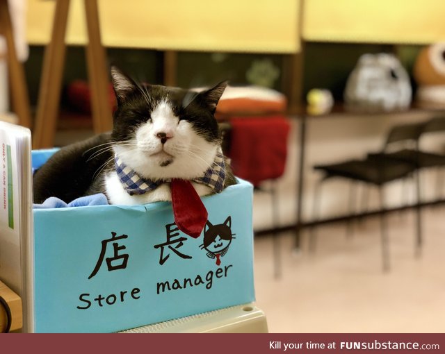 Cat cafe in Kyoto. His name is Bob