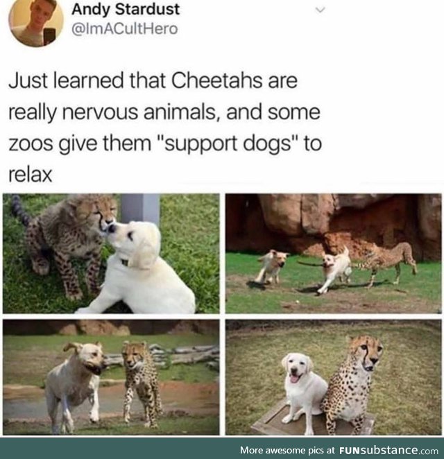 Even animals need support dogs