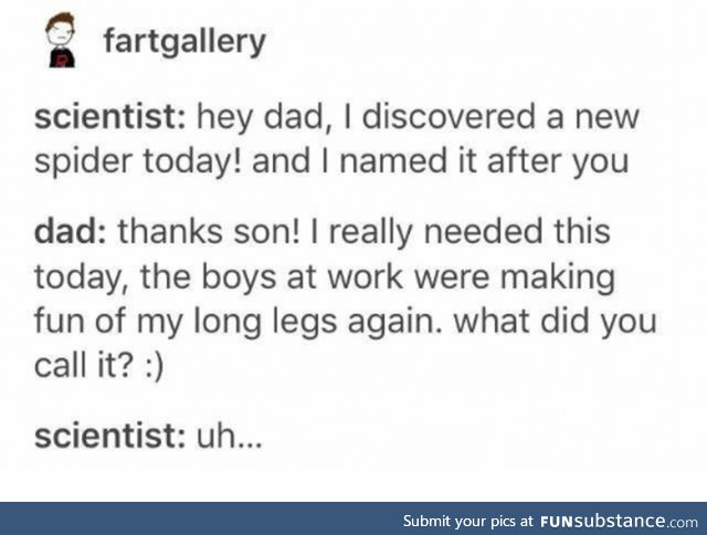 Daddy long legs