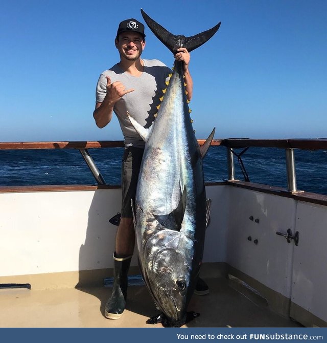 210lb Bluefin tuna in SoCal local waters!