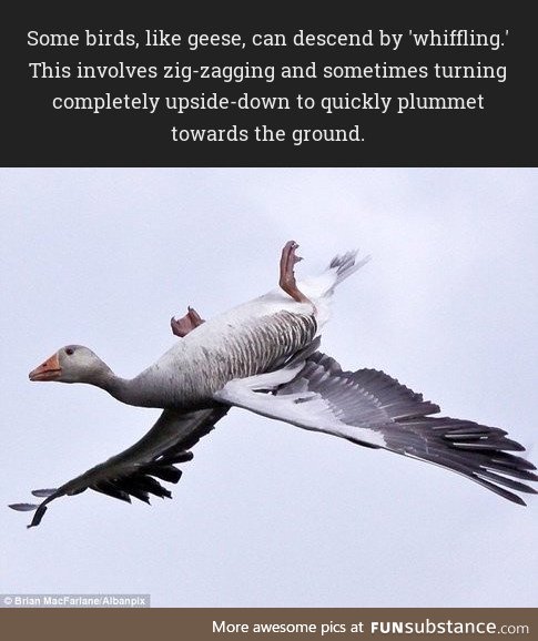 Some birds, like geese, can descend by 'whiffling'
