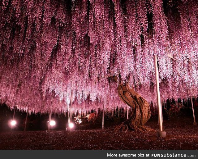 This wisteria covers 1990 square meters and is the largest representative of its kind