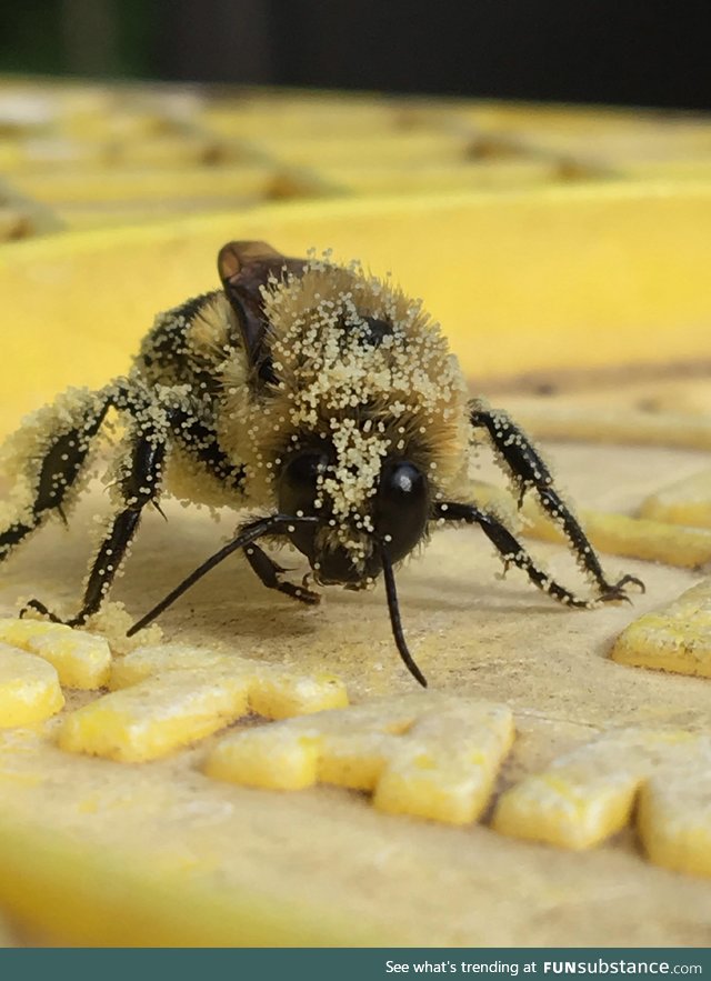 Bee covered in pollen