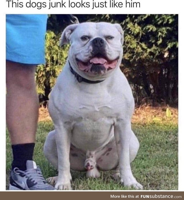 This dog's junk